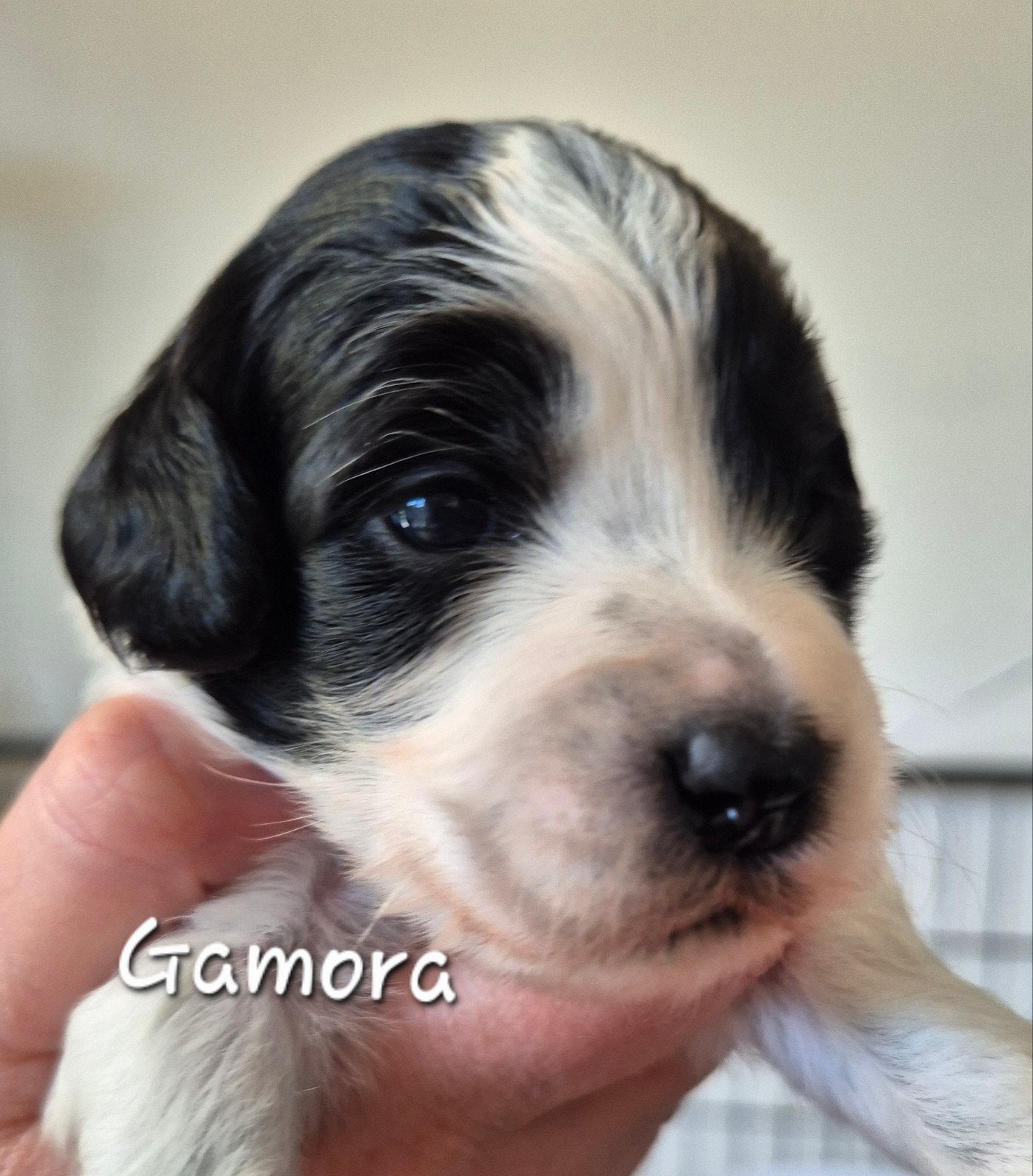 Cockapoo f1b puppy's, Dieren en Toebehoren, Honden | Niet-rashonden, 8 tot 15 weken, Parvo, Meerdere, Meerdere dieren