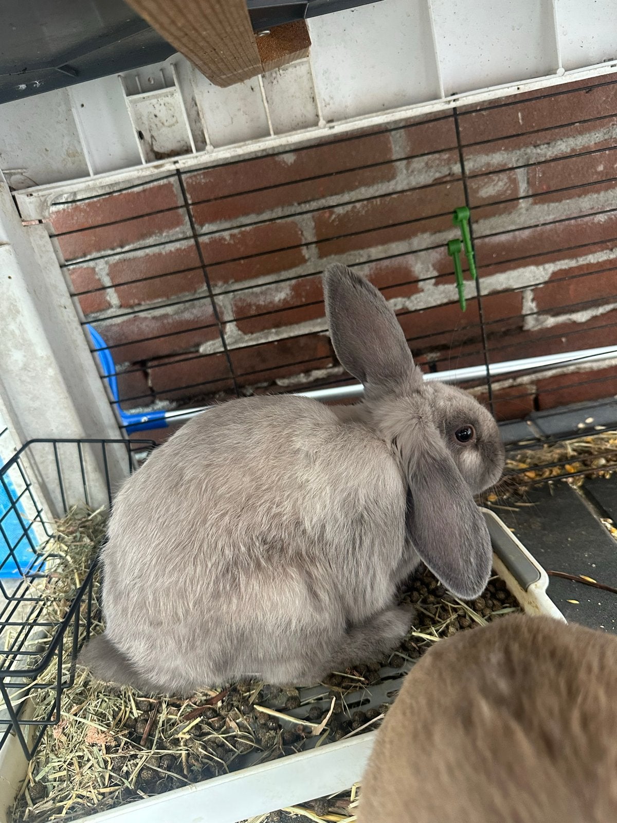 2 dwergkonijnen, Dieren en Toebehoren, Meerdere dieren, Dwerg, Hangoor, 0 tot 2 jaar