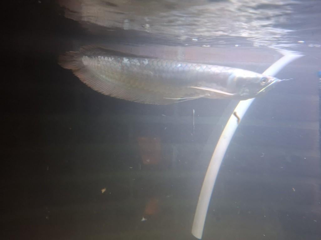 Zilver arowana te koop, Dieren en Toebehoren, Vissen | Aquariumvissen, Vis, Zoetwatervis