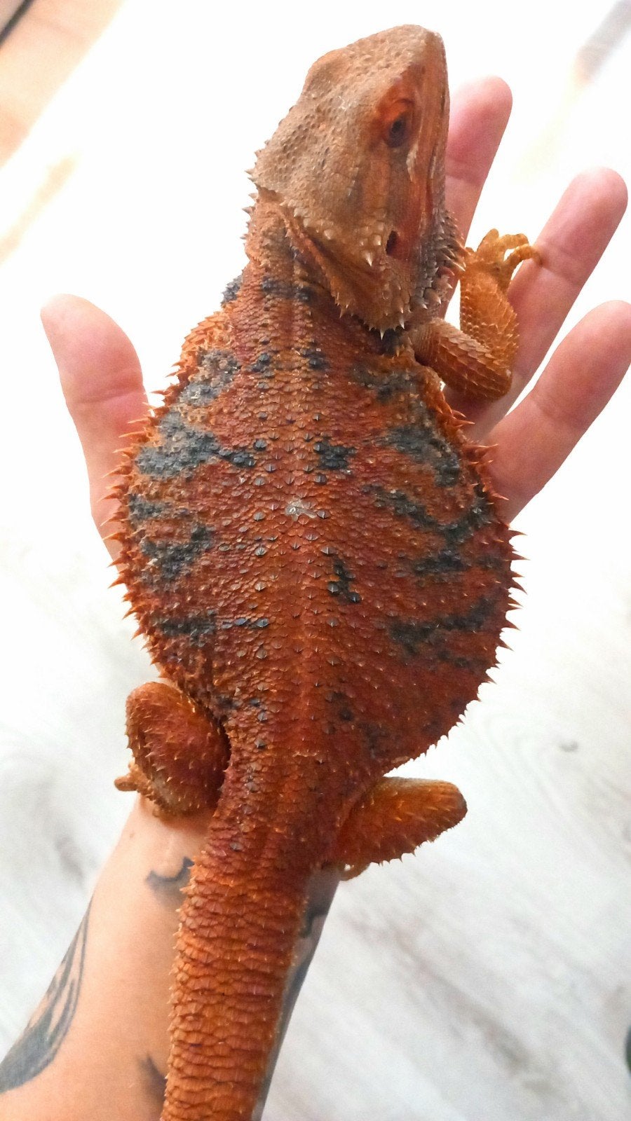 Baardagaam rood met blauw tiger vrouw 2 jaar, Dieren en Toebehoren, Reptielen en Amfibieën, Hagedis, Tam, 0 tot 2 jaar