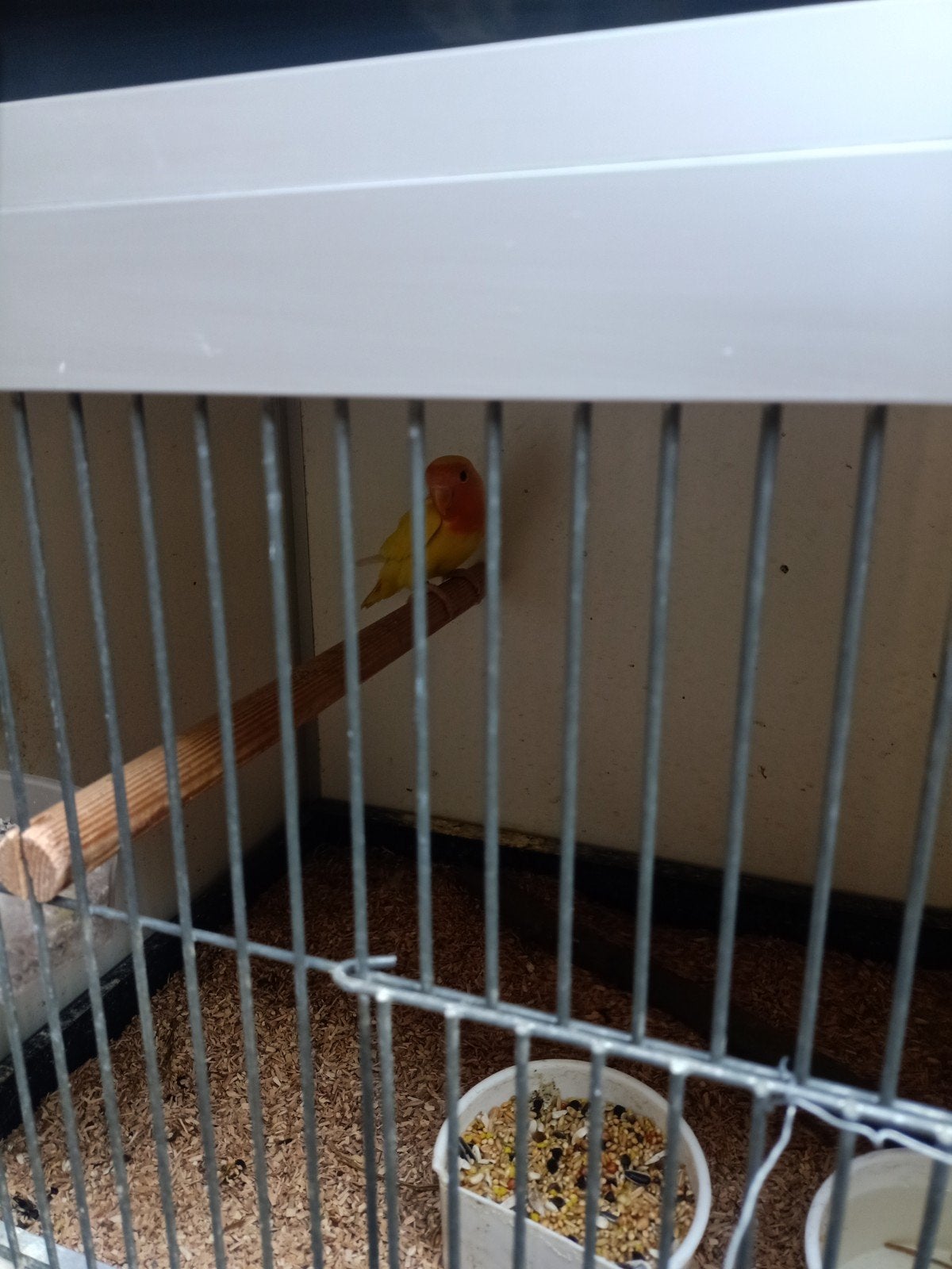 Jonge fischerie en collie, Meerdere dieren, Dwergpapegaai of Agapornis