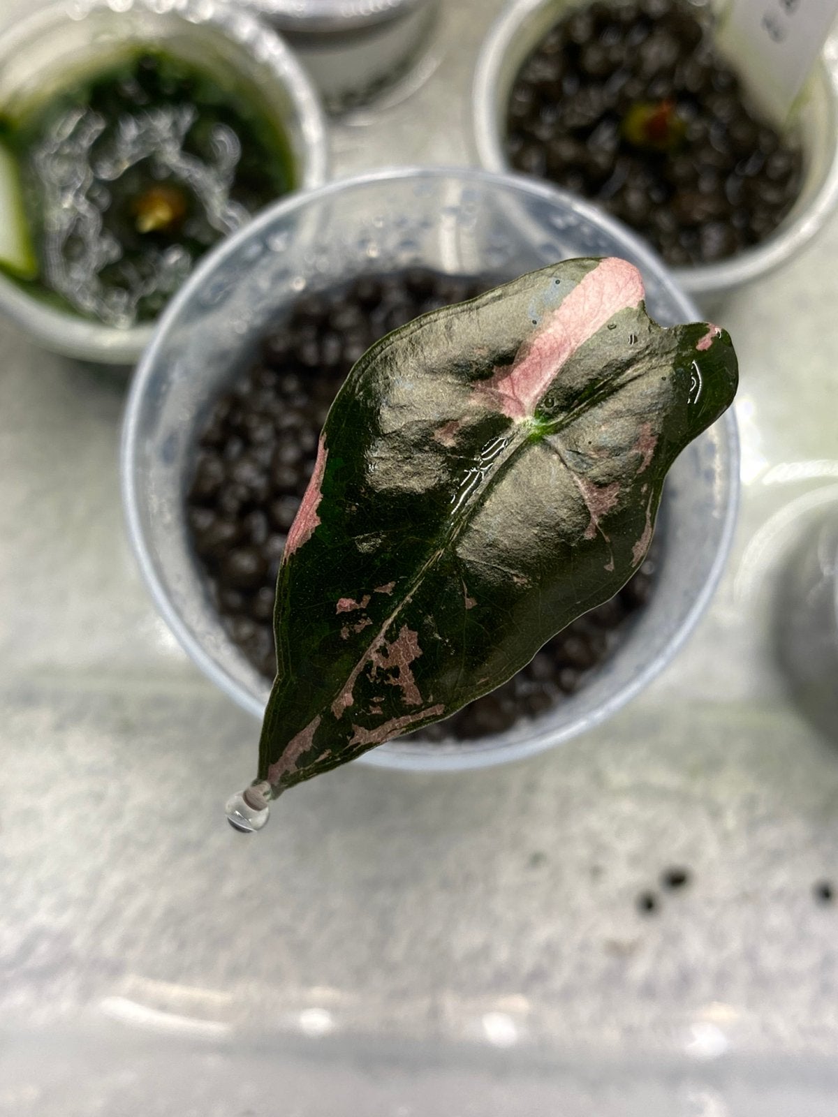 Alocasia nobilis pink variegata babyplantje uit corm, Ophalen of Verzenden, Halfschaduw, Minder dan 100 cm
