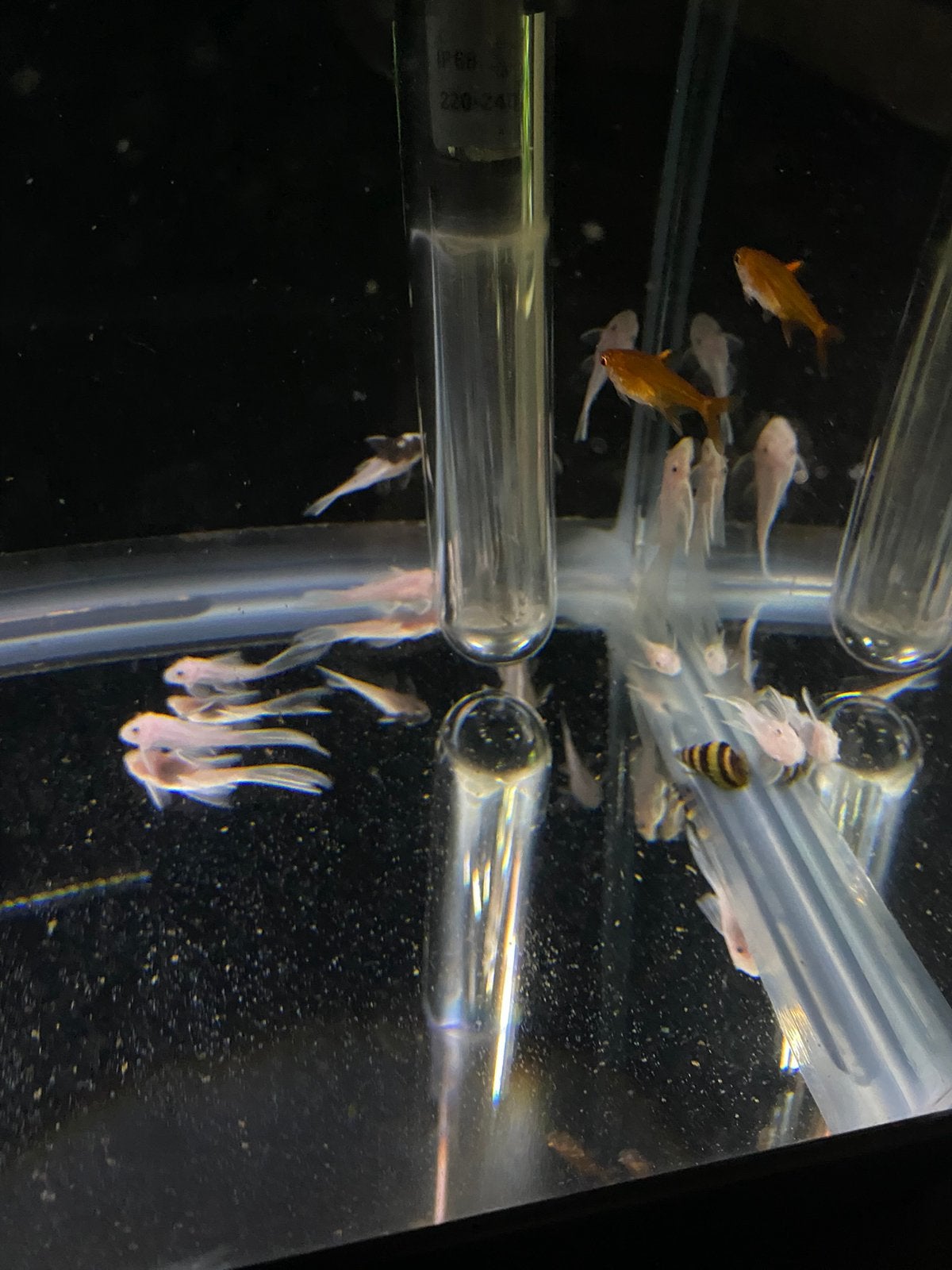 L144 Snow white ancistrus jongen + longfin gen, Dieren en Toebehoren, Overige typen, Zoetwatervis