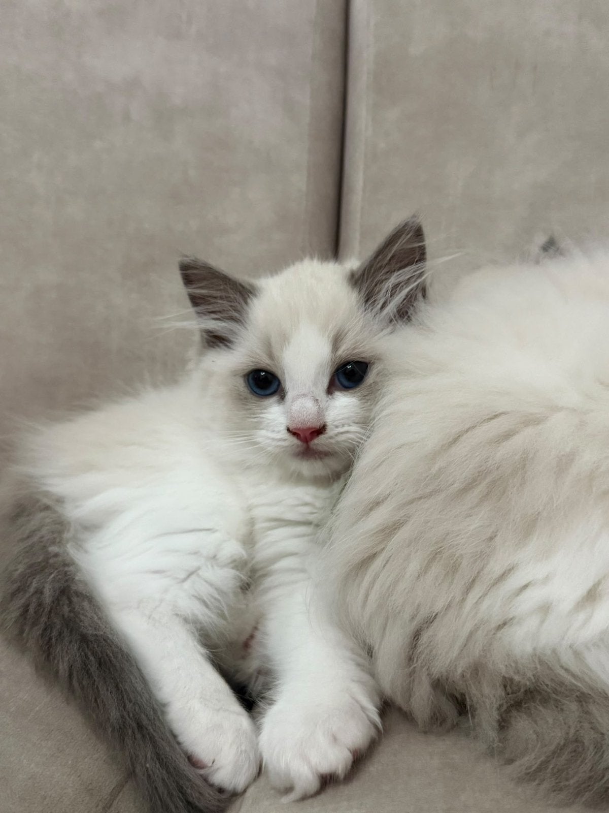 Foto 4 van Prachtige Ragdoll kittens met stamboom