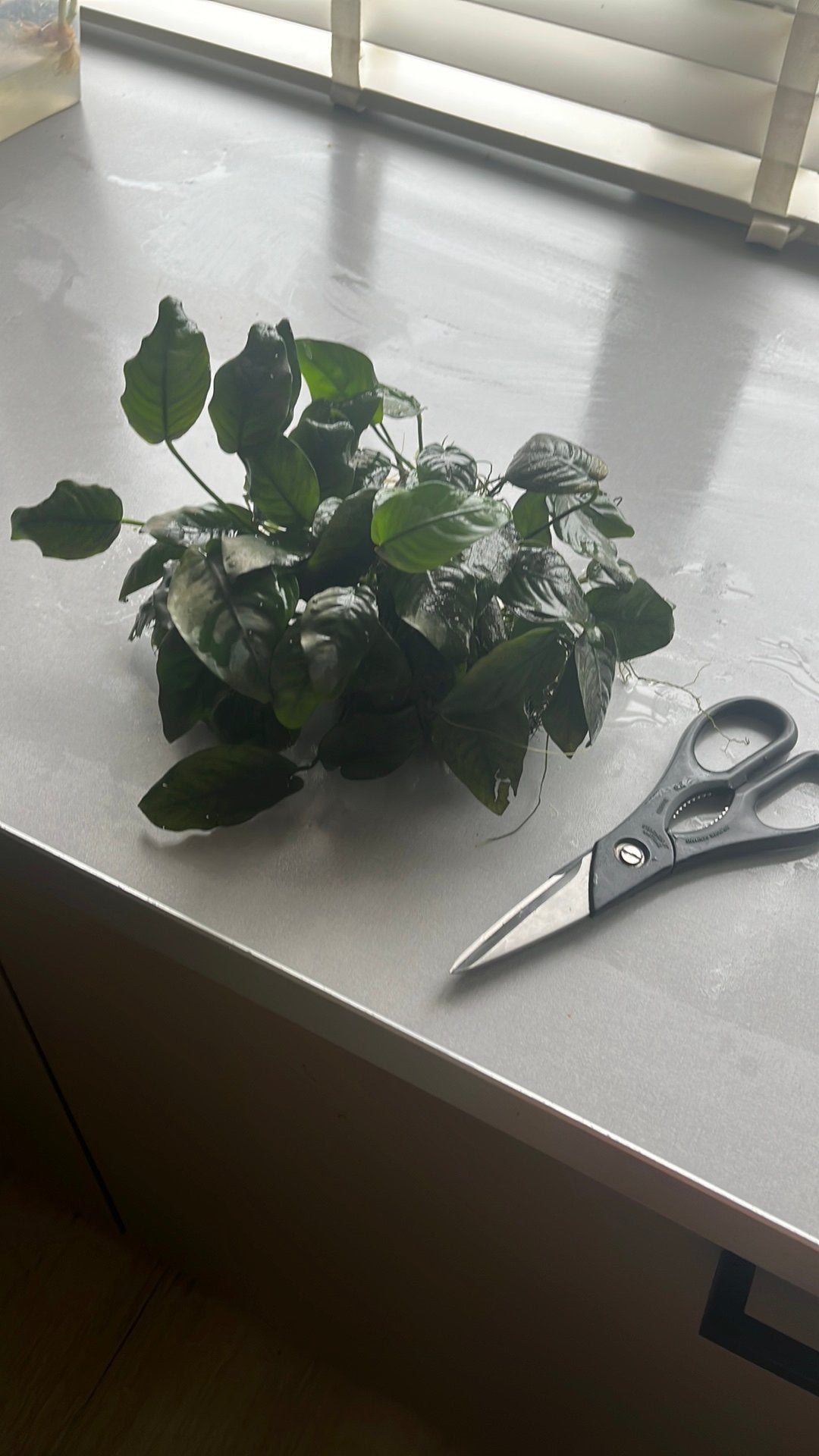 Grote anubias 12,50, Ophalen, Plant(en), Steen of Hout