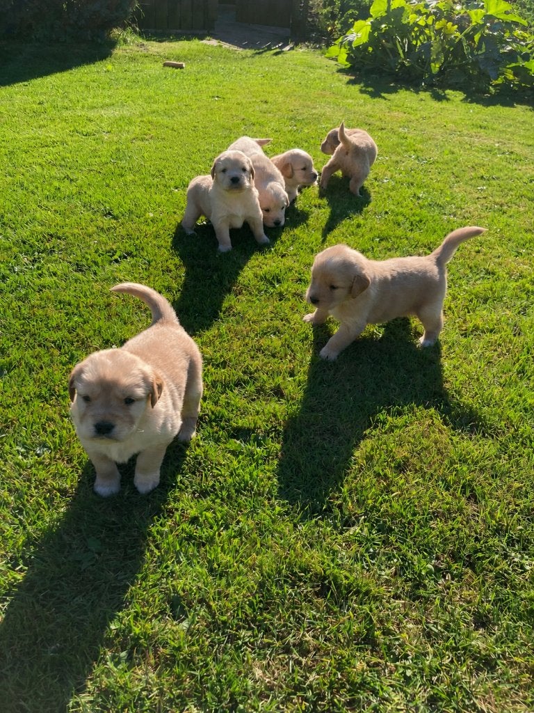 Pups Golden Retriever x Nova Scotia Duck Toller Retriever, 8 tot 15 weken, Meerdere, Meerdere dieren, Parvo