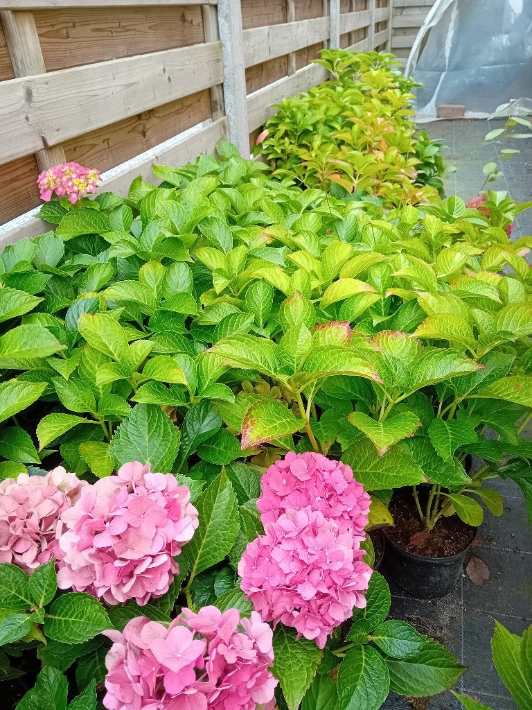 Hortensia's, Vaste plant, Halfschaduw, Zomer, Ophalen