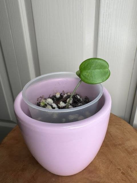 Hoya spectatissima, Huis en Inrichting, Ophalen of Verzenden, Overige soorten, Halfschaduw, Minder dan 100 cm