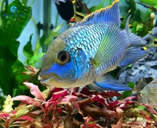 Elecktrick Blue Acara Cichliden!, Vis