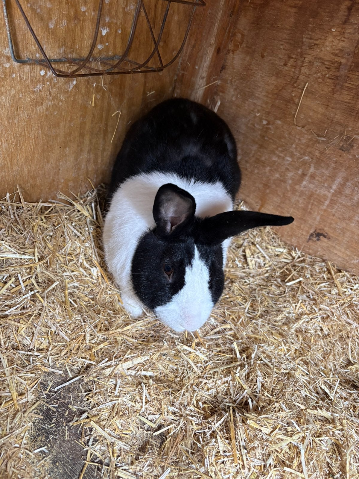 Hollandertjes, Meerdere dieren, Kip