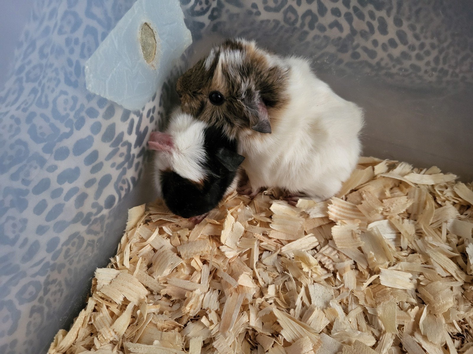 Jonge cavia's, Dieren en Toebehoren, Cavia, Mei, Meerdere dieren, Tam