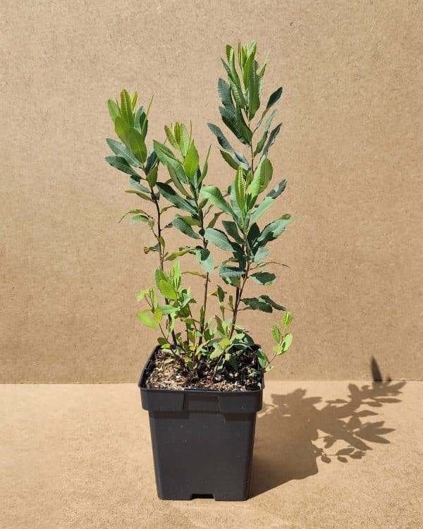 STRUIK Myrica gale Wilde gagel geur aromatisch(kruiden bier), Overige soorten, Volle zon, Vaste plant, Ophalen of Verzenden