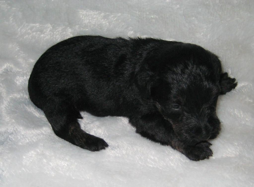 Ceskyterriër pups, 15 weken tot 1 jaar, CDV (hondenziekte), Meerdere, Nederland