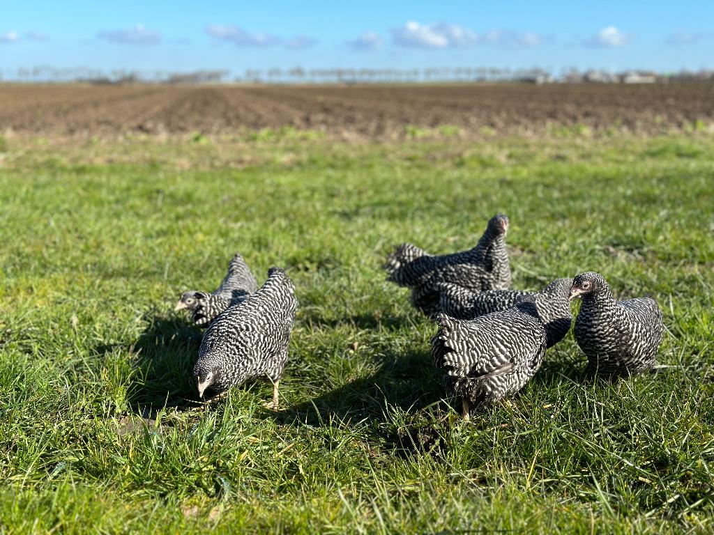 Jonge tamme Amrock kriel kippen gesekst & ingeënt, Dieren en Toebehoren, Pluimvee, Vrouwelijk, Kip
