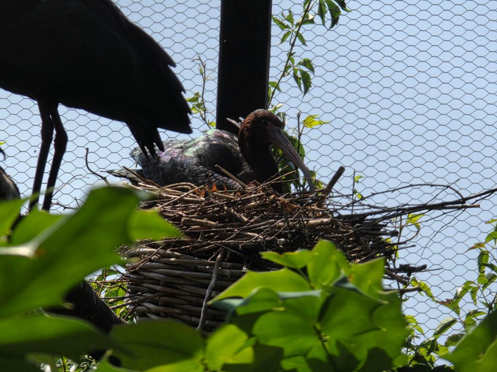 Puna ibissen ek 2025 en 2026, Dieren en Toebehoren, Vogels | Overige Vogels, Meerdere dieren