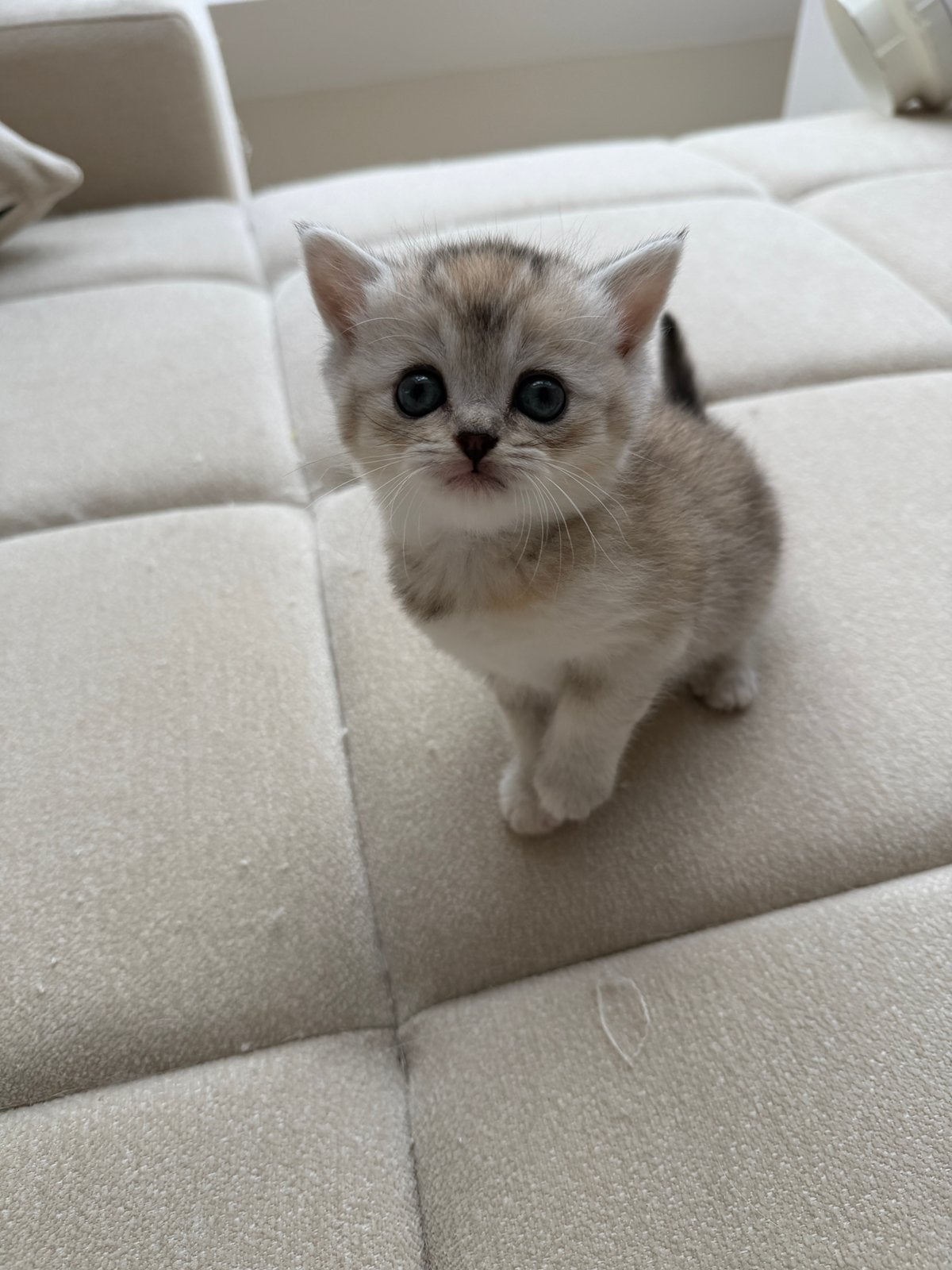 Raszuivere Britse Korthaar kittens, Dieren en Toebehoren, Meerdere dieren