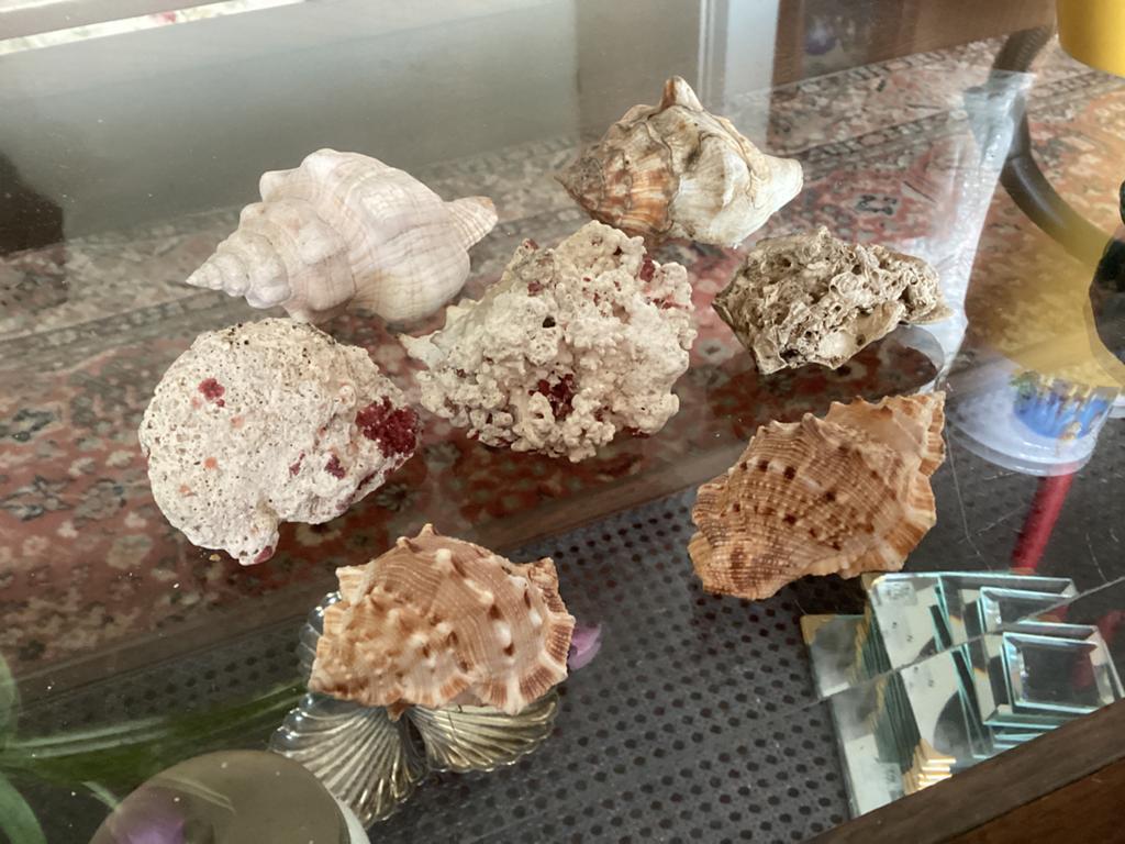 Schelpen, Verzamelen, Mineralen en Fossielen, Ophalen of Verzenden, Schelp(en)