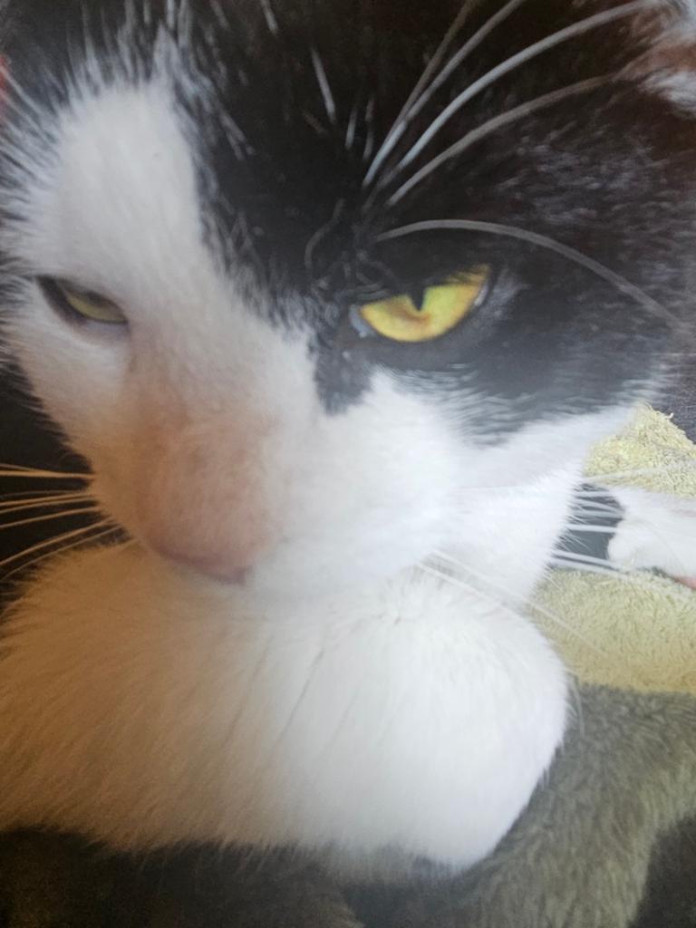 Gizmo kater bijna 1 jaar, Dieren en Toebehoren, Kater, Kortharig, 0 tot 2 jaar