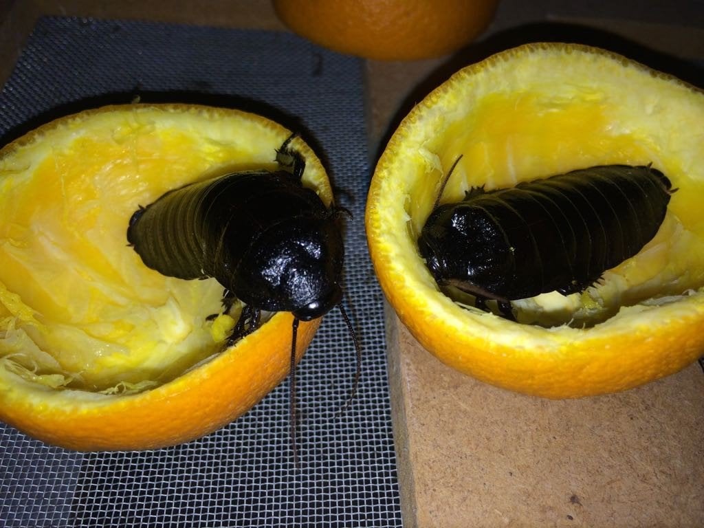 Sissende kakkerlak (gromphadorhina grandidieri black), Dieren en Toebehoren, Tam, 0 tot 2 jaar