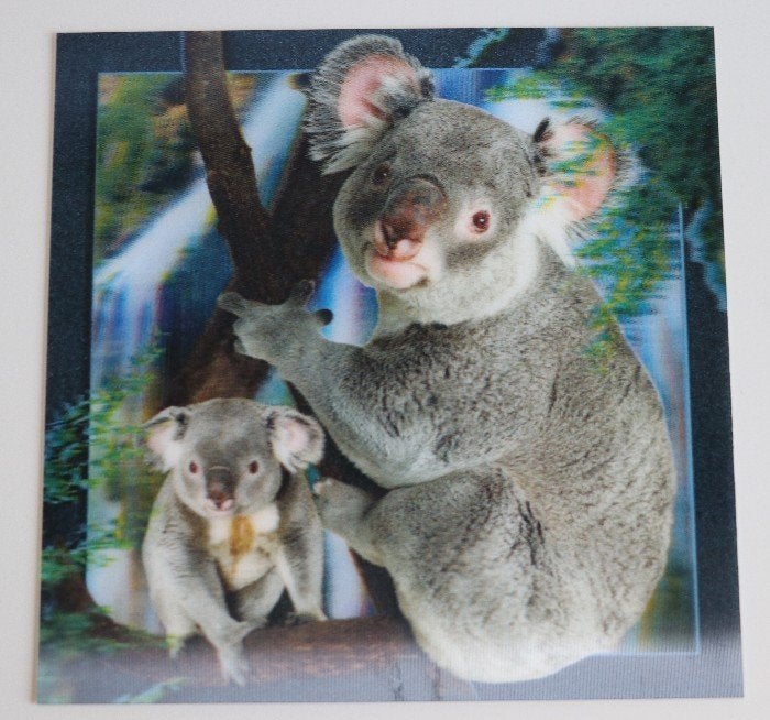 Grote vierkante 3D kaart koala's, nieuw, Verzamelen, Ansichtkaarten | Dieren, Ophalen of Verzenden, 1980 tot heden, Ongelopen