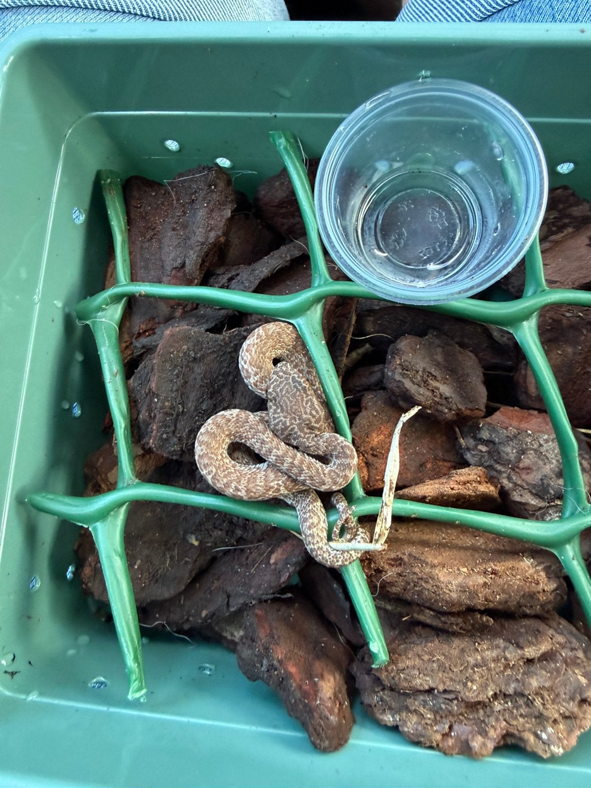 Trimeresurus purpureomaculatus (mongrove pit viper), 0 tot 2 jaar