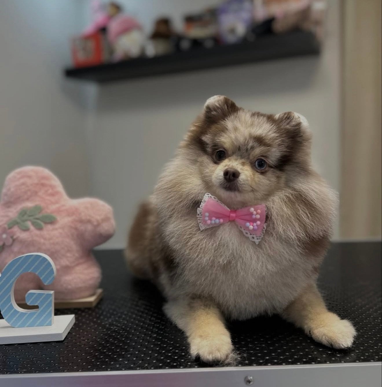 Pomeriaan, Dieren en Toebehoren, Keeshond, 1 tot 2 jaar, Teef, Eén hond