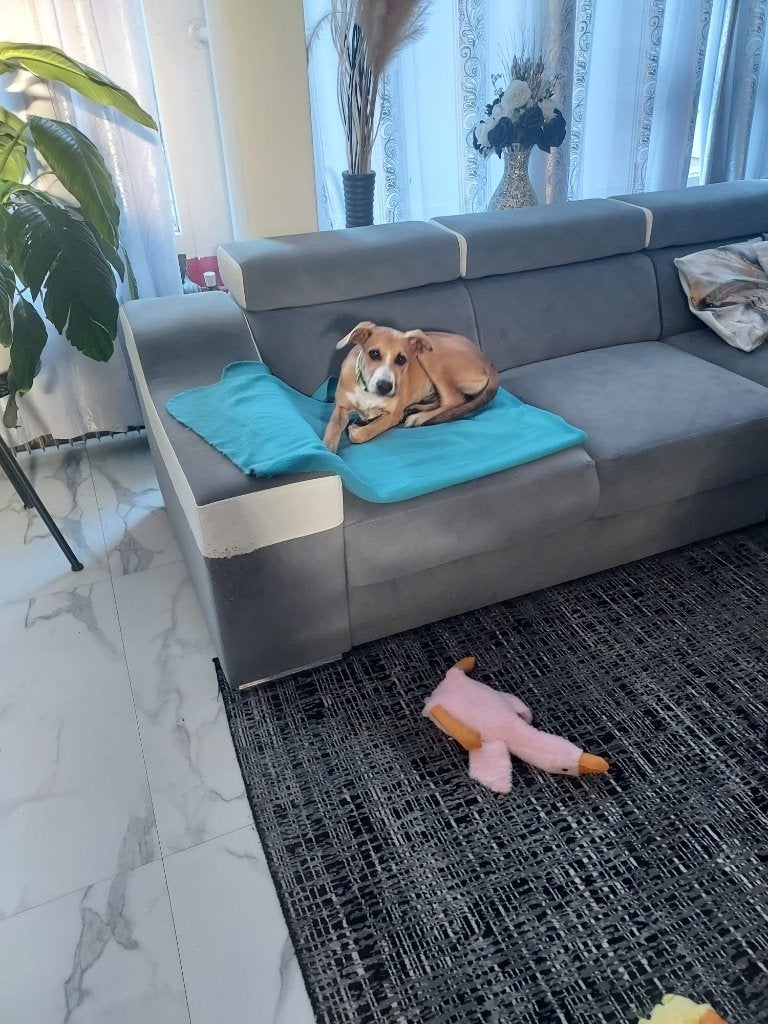 Hond, Particulier, Rabiës (hondsdolheid), 15 weken tot 1 jaar, Buitenland