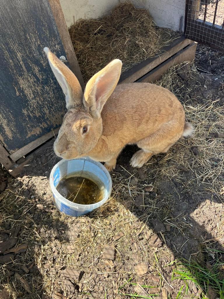 Lotharinger konijn, Dieren en Toebehoren, Konijnen, Vrouwelijk