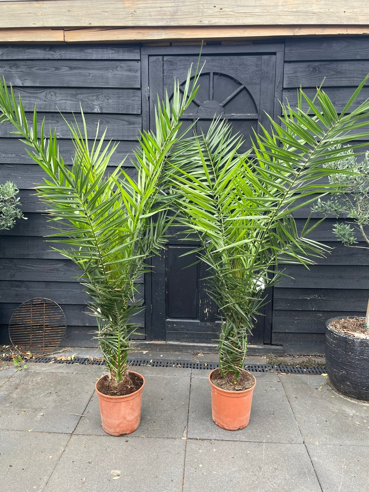 Phoenix Canariensis - 🌴🌴 Canarische dadel palmboom 160 cm, Volle zon, Vaste plant, Bloeit niet, Ophalen