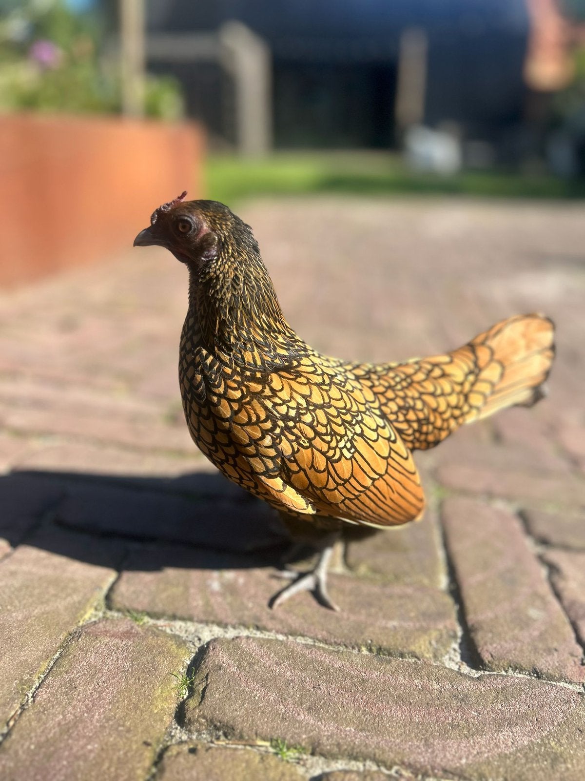 Sebright broedeieren & kuikens te koop, Geslacht onbekend, Kip
