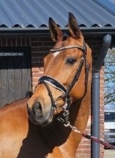 Prachtige 9 jarige merrie, Dieren en Toebehoren, Paarden, Merrie, Met stamboom, Dressuurpaard, 7 tot 10 jaar