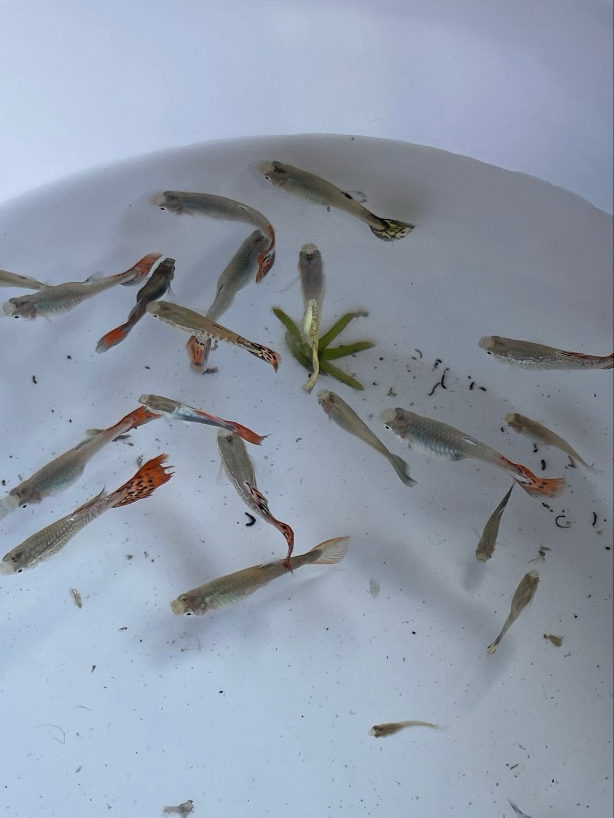 Guppy’s te koop, Vis