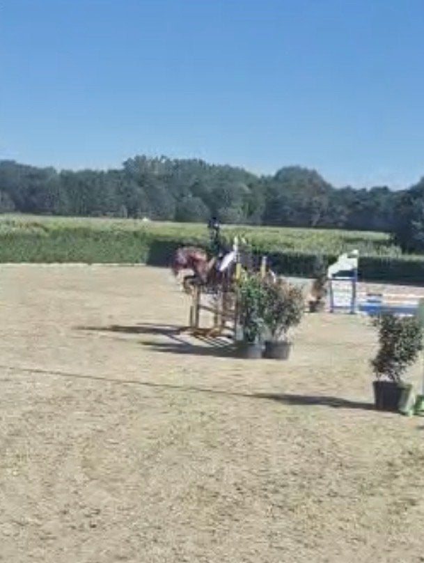 Ruiter/bijrijder/leaser aangeboden paard/ pony gezocht, Ophalen