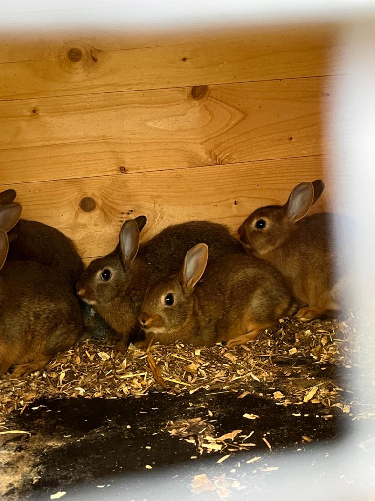 Konijn, jongen, bruin, wild kleur, Maart, Meerdere dieren, Overige typen, Tam
