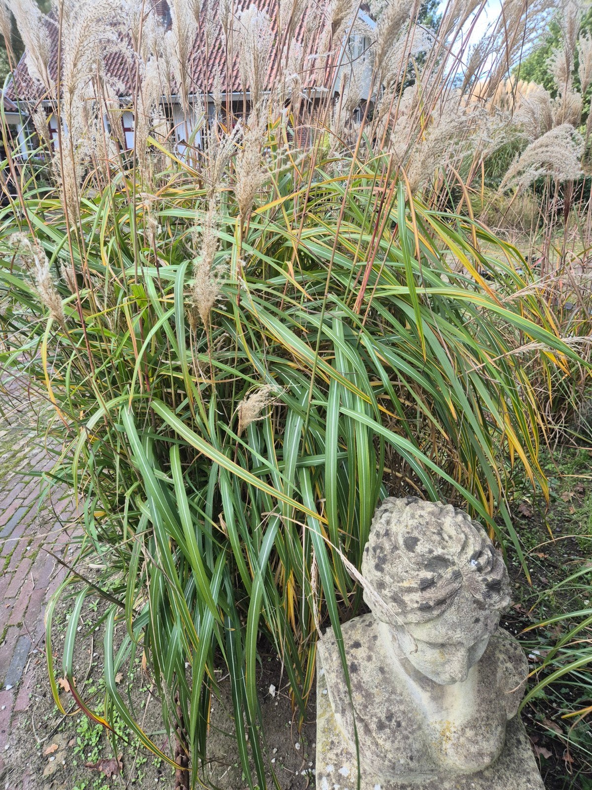 Siergras div soorten Struisriet Panicum Molinia Miscanthus +, Ophalen, Vaste plant, Siergrassen
