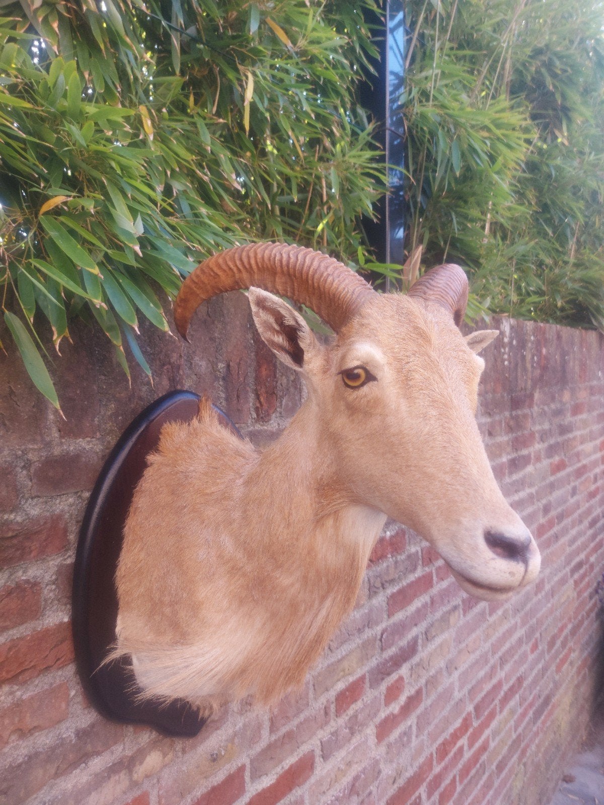 opgezette kop geit taxidermy bok hoorn jacht schedel hert, Ophalen, Wild dier, Gewei of Kop