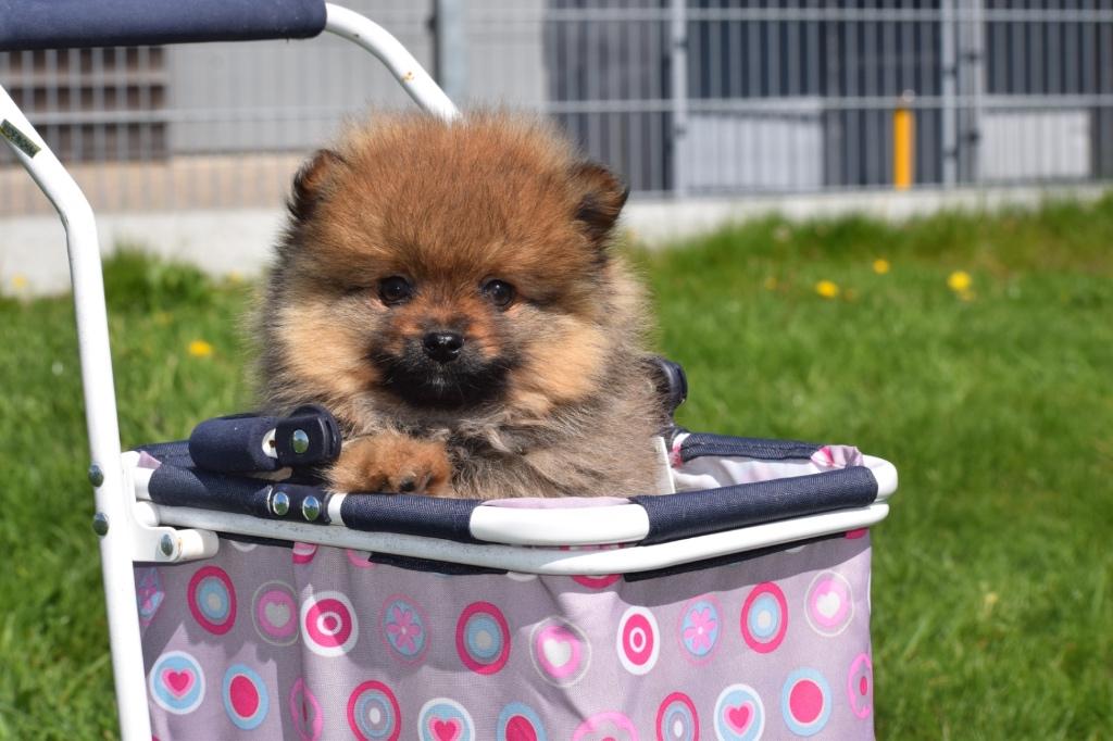 Pomeriaan,keeshond,dwergkees pup, Parvo, Keeshond, 15 weken tot 1 jaar, Buitenland
