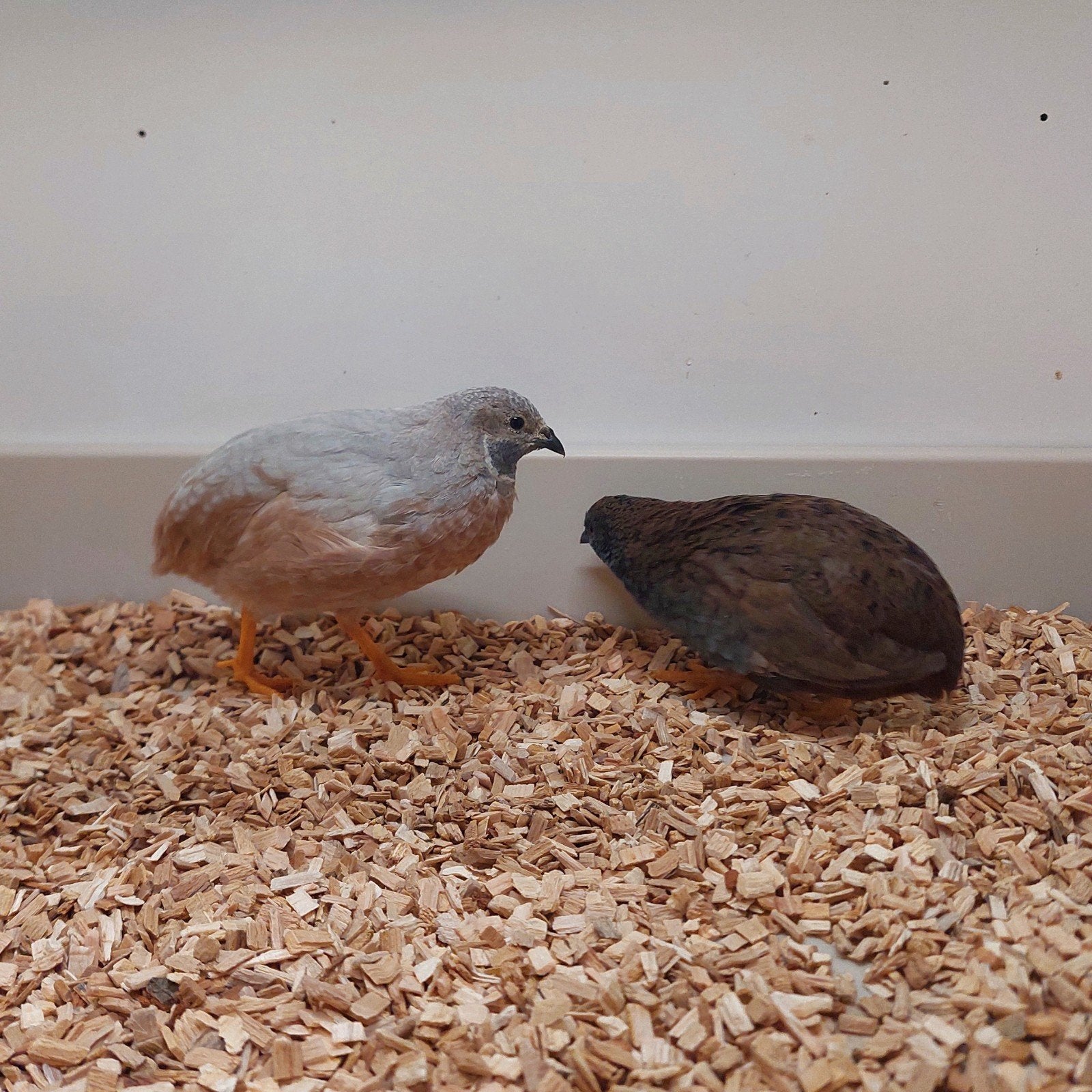 chinese dwergkwartels, Dieren en Toebehoren, Vogels | Overige Vogels, Meerdere dieren