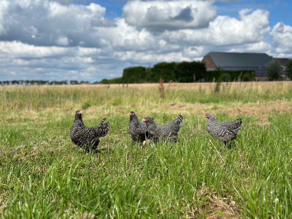 Jonge tamme Amrock kippen gesekst en ingeënt, Vrouwelijk, Kip