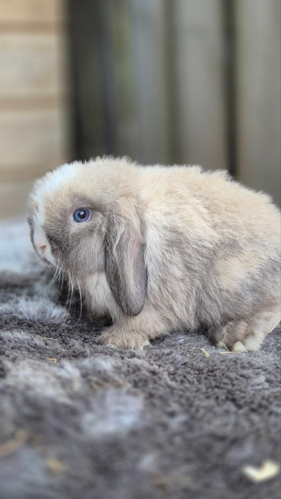 Mooi minilop rammetje, Dieren en Toebehoren, Konijnen, Mannelijk, Dwerg