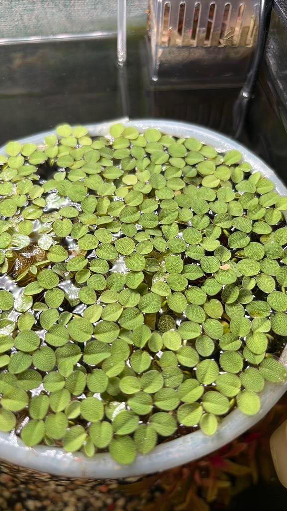Drijfplant Aquarium Salvinia, Ophalen of Verzenden, Zo goed als nieuw, Plant(en), Steen of Hout