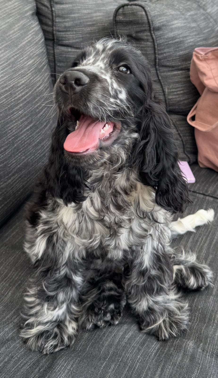 cocker spaniel pup 6 maanden, Dieren en Toebehoren, 15 weken tot 1 jaar, Reu, Eén hond, Spaniël
