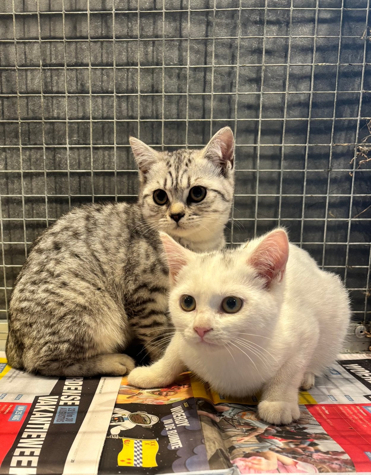 Brits korthaar kittens, Meerdere dieren, Gechipt