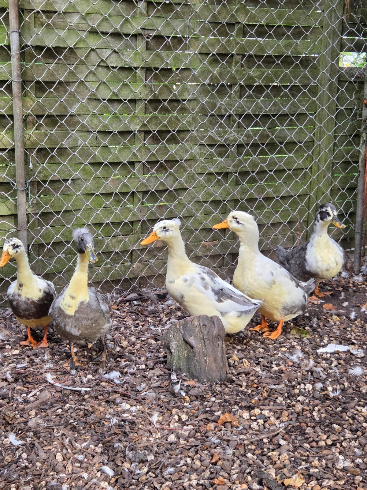 5 kuifeend vrouwen te koop, Dieren en Toebehoren