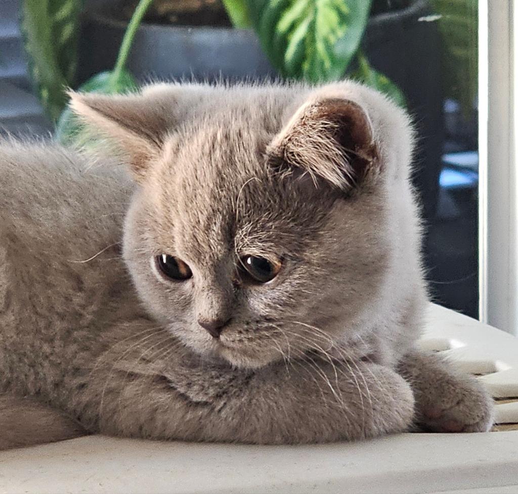 Britse korthaar kittens, Meerdere dieren, Ontwormd, 0 tot 2 jaar