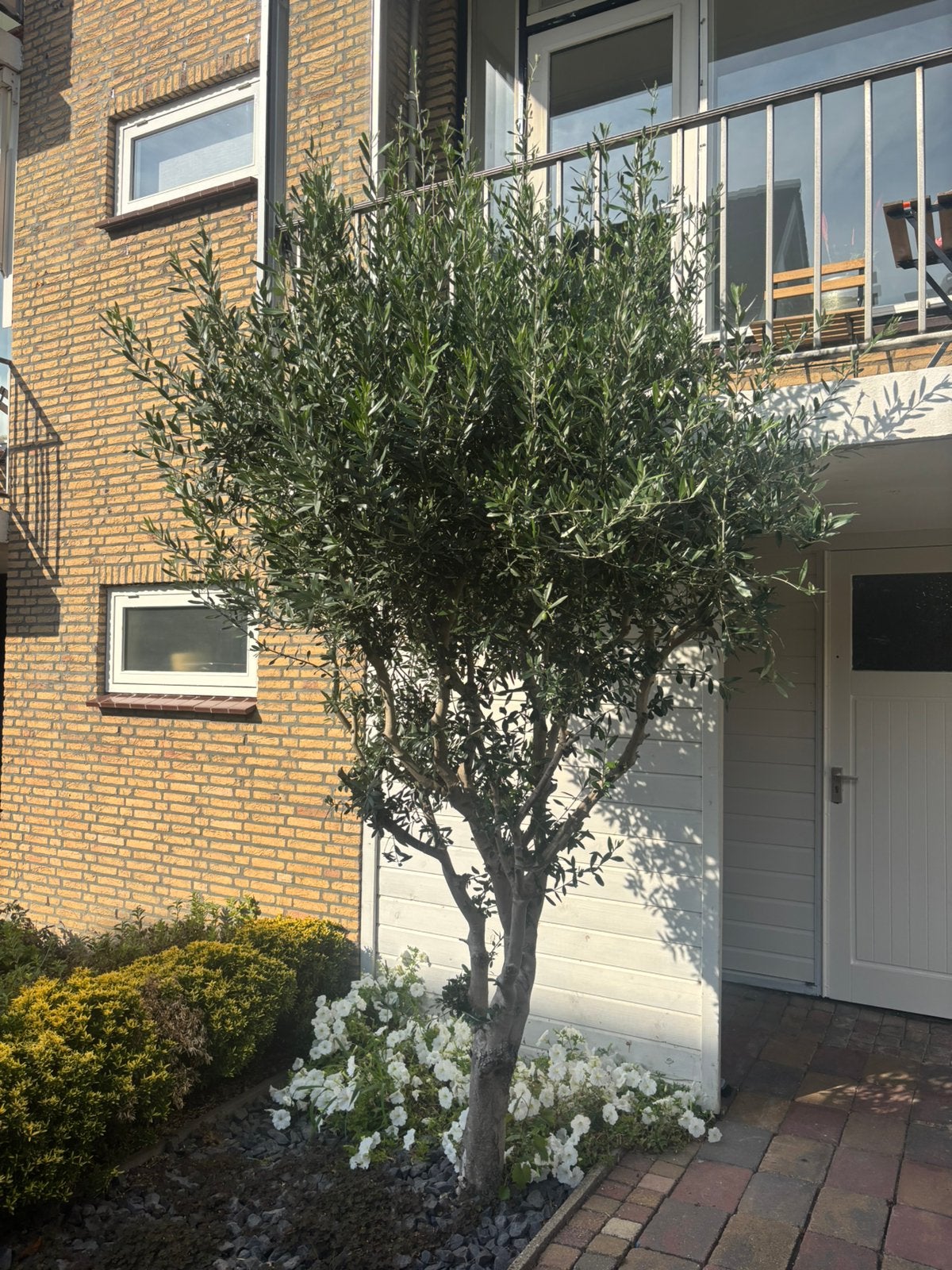 Mooie Olijfboom, Tuin en Terras, Planten | Bomen, Bloeit niet, Olijfboom, 250 tot 400 cm, Ophalen