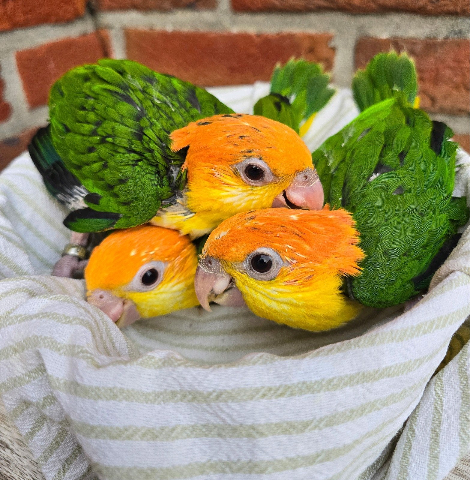Super tamme jonge Roestkop Caique's, Dieren en Toebehoren, Papegaai, Tam