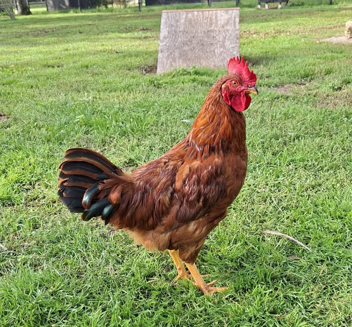 Prachtige jong haan, Dieren en Toebehoren, Mannelijk, Kip