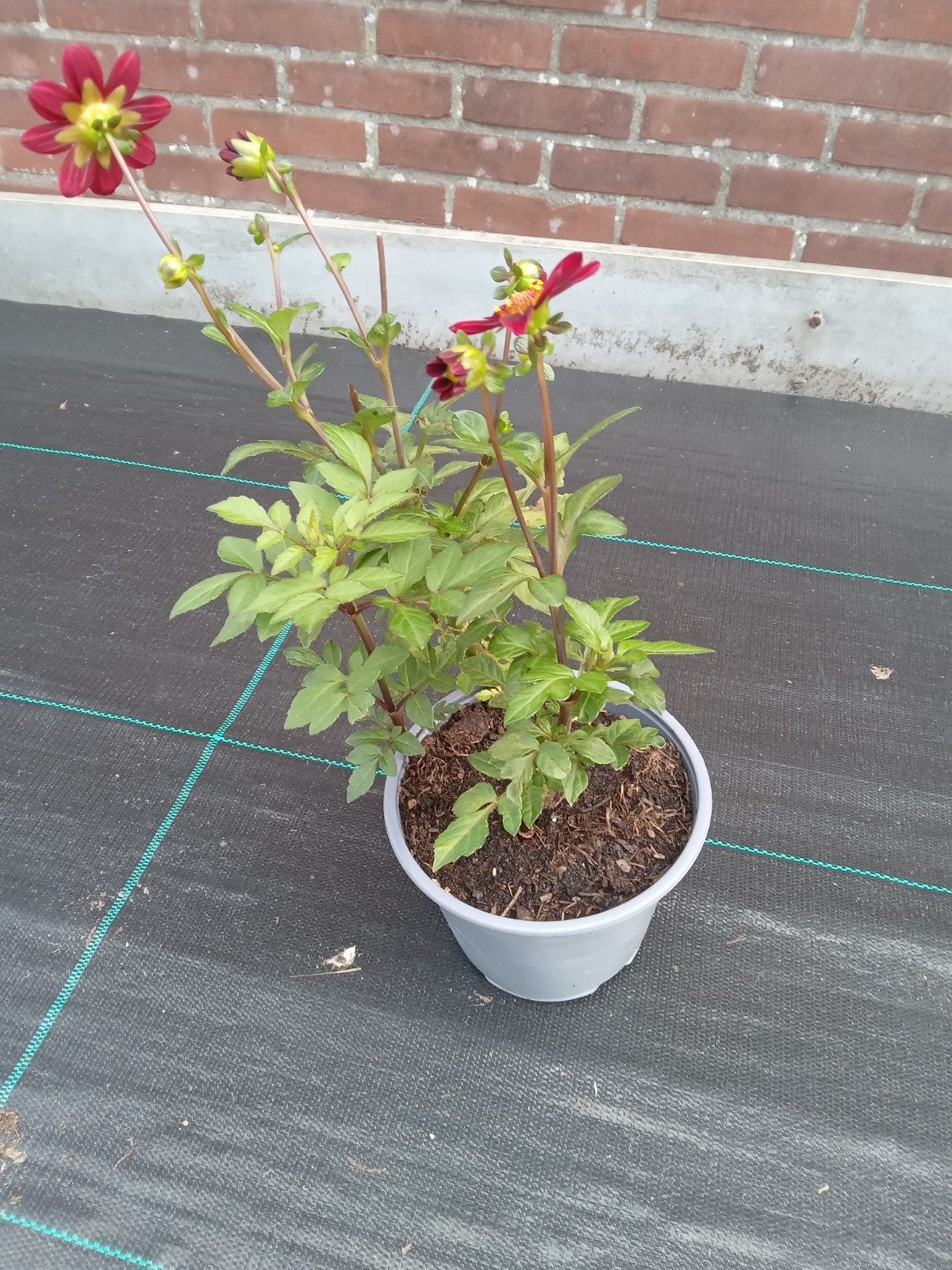 Dahlia plant in pot - diverse kleuren, Overige soorten, Volle zon, Vaste plant, Ophalen of Verzenden