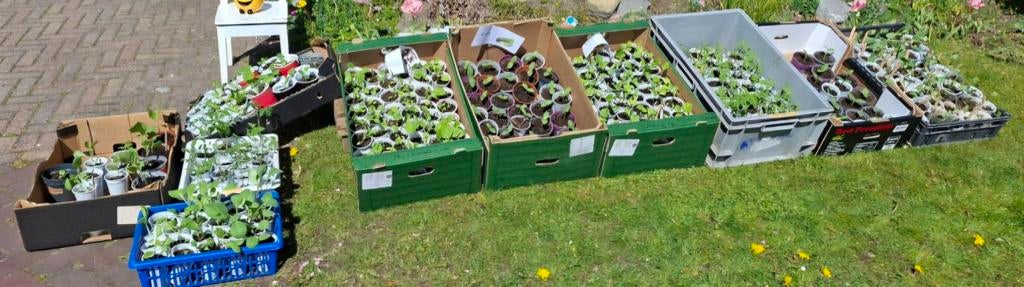 Planten voor een complete moestuin, Ophalen, Eenjarig, Groenteplanten, Volle zon